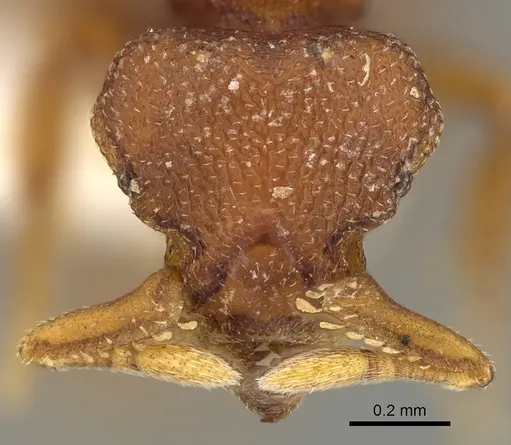 Octostruma planities specimen CASENT0914914 image casent0914914_2