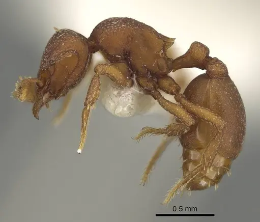 Octostruma planities specimen CASENT0914914 image casent0914914_3