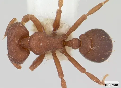 Octostruma rugifera specimen CASENT0178003 image casent0178003_1