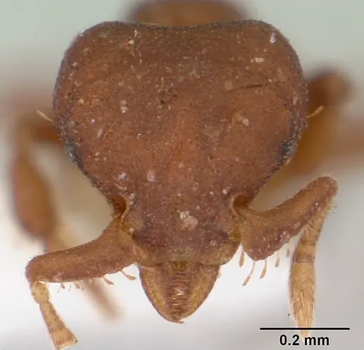 Octostruma rugifera specimen CASENT0178003 image casent0178003_2