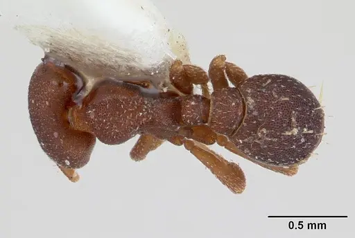 Octostruma rugifera specimen CASENT0178666 image casent0178666_1