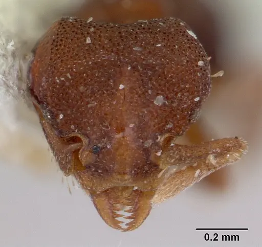 Octostruma rugifera specimen CASENT0178666 image casent0178666_2