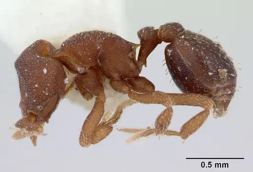 Octostruma rugifera specimen CASENT0178666 image casent0178666_3