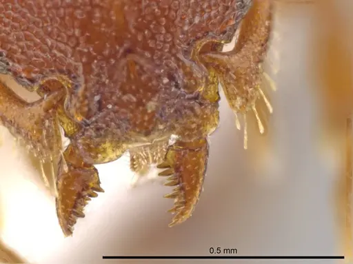 Octostruma rugifera specimen CASENT0636248 image casent0636248_1