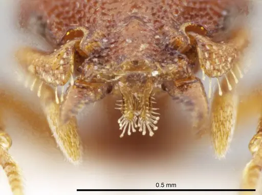 Octostruma rugifera specimen CASENT0636248 image casent0636248_2