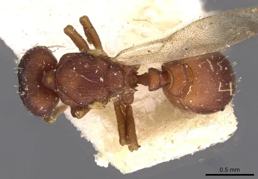 Octostruma rugifera specimen CASENT0909344 image casent0909344_1
