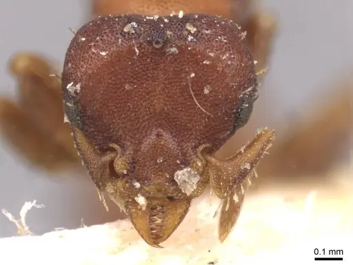 Octostruma rugifera specimen CASENT0909344 image casent0909344_2