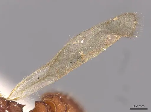 Octostruma rugifera specimen CASENT0909344 image casent0909344_4