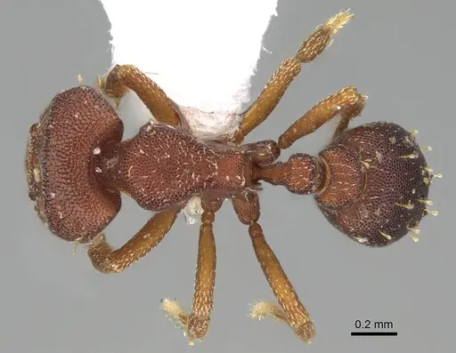 Octostruma rugifera specimen CASENT0914915 image casent0914915_1