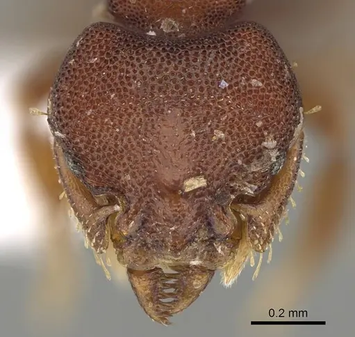 Octostruma rugifera specimen CASENT0914915 image casent0914915_2