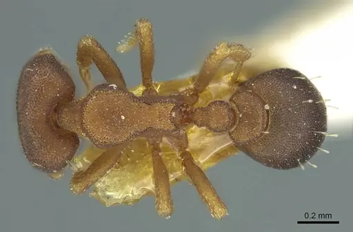 Octostruma rugifera specimen CASENT0915941 image casent0915941_1