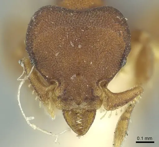 Octostruma rugifera specimen CASENT0915941 image casent0915941_2