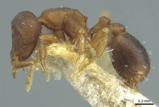 Octostruma rugifera specimen CASENT0915941 image casent0915941_3