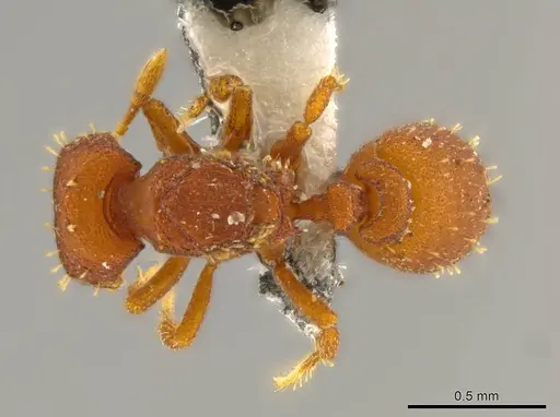 Octostruma rugiferoides specimen CASENT0610439 image casent0610439_1
