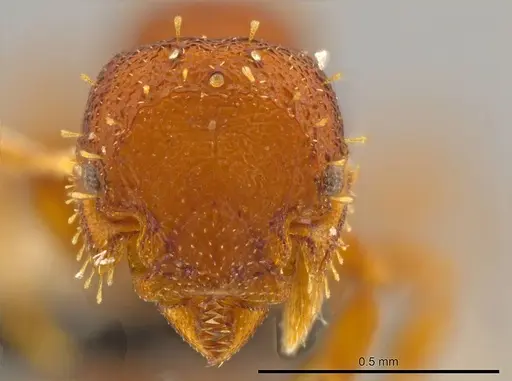 Octostruma rugiferoides specimen CASENT0610439 image casent0610439_2