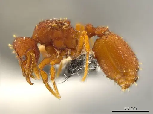 Octostruma rugiferoides specimen CASENT0610439 image casent0610439_3