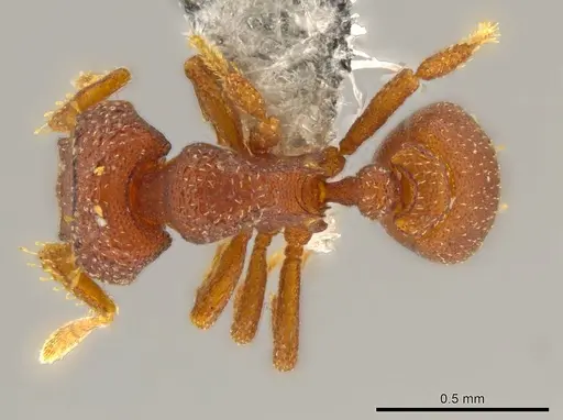 Octostruma rugiferoides specimen CASENT0614166 image casent0614166_1