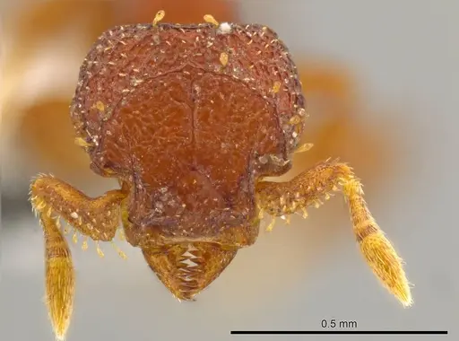 Octostruma rugiferoides specimen CASENT0614166 image casent0614166_2