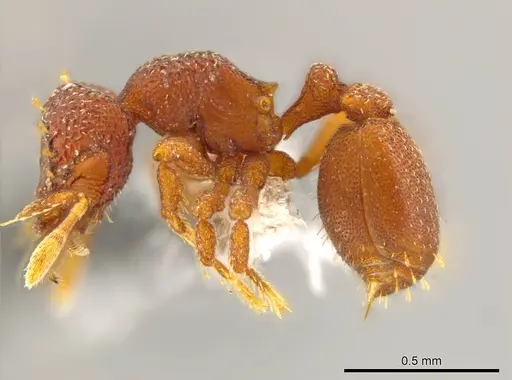 Octostruma rugiferoides specimen CASENT0614166 image casent0614166_3