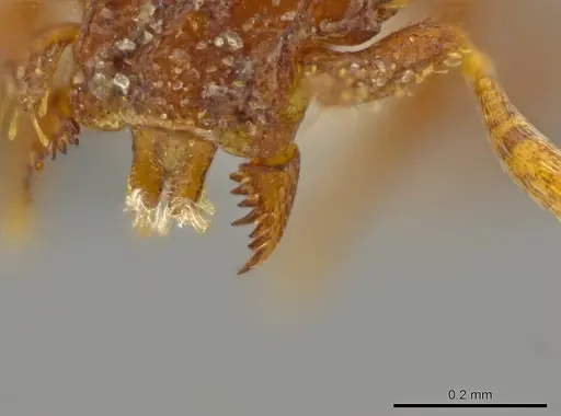 Octostruma rugiferoides specimen CASENT0627353 image casent0627353_1
