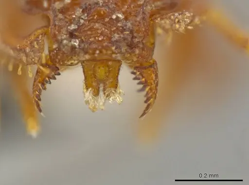 Octostruma rugiferoides specimen CASENT0627353 image casent0627353_2
