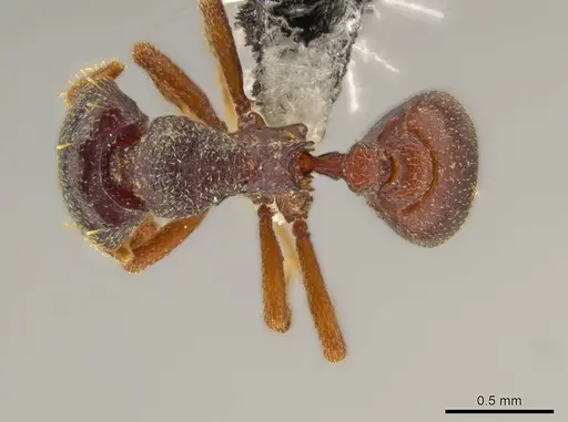Octostruma schusteri specimen CASENT0611856 image casent0611856_1