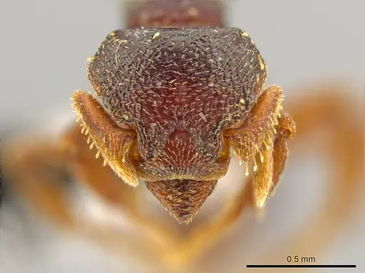 Octostruma schusteri specimen CASENT0611856 image casent0611856_2