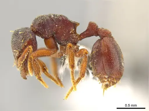 Octostruma schusteri specimen CASENT0611856 image casent0611856_3