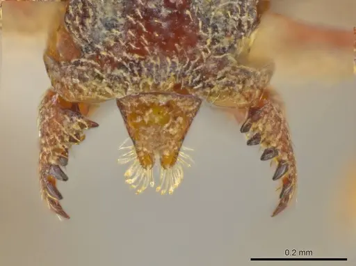 Octostruma schusteri specimen CASENT0627370 image casent0627370_1