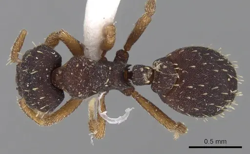 Octostruma stenognatha specimen CASENT0280761 image casent0280761_1