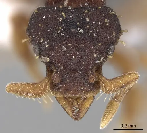 Octostruma stenognatha specimen CASENT0280761 image casent0280761_2