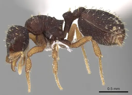 Octostruma stenognatha specimen CASENT0280761 image casent0280761_3