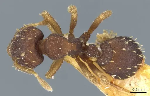 Octostruma stenognatha specimen CASENT0905907 image casent0905907_1