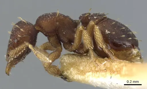 Octostruma stenognatha specimen CASENT0905907 image casent0905907_3