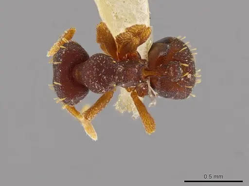 Octostruma stenognatha specimen MCZ-ENT00511366 image mcz-ent00511366_1