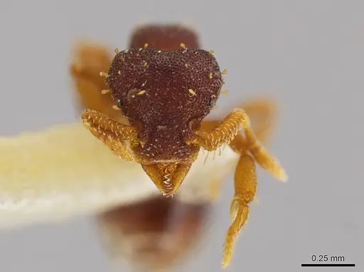 Octostruma stenognatha specimen MCZ-ENT00511366 image mcz-ent00511366_2