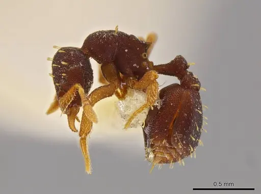 Octostruma stenognatha specimen MCZ-ENT00511366 image mcz-ent00511366_3