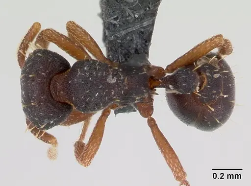 Octostruma stenoscapa specimen CASENT0008663 image casent0008663_1