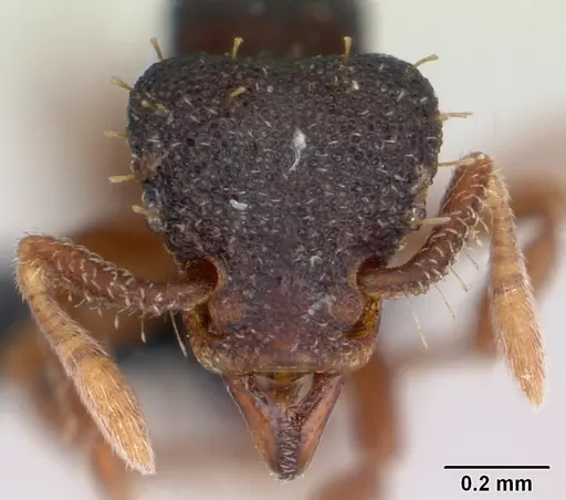 Octostruma stenoscapa specimen CASENT0008663 image casent0008663_2