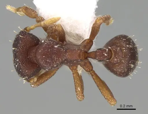 Octostruma stenoscapa specimen CASENT0914916 image casent0914916_1