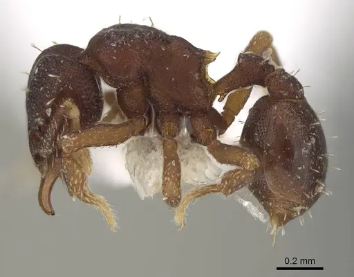 Octostruma stenoscapa specimen CASENT0914916 image casent0914916_3