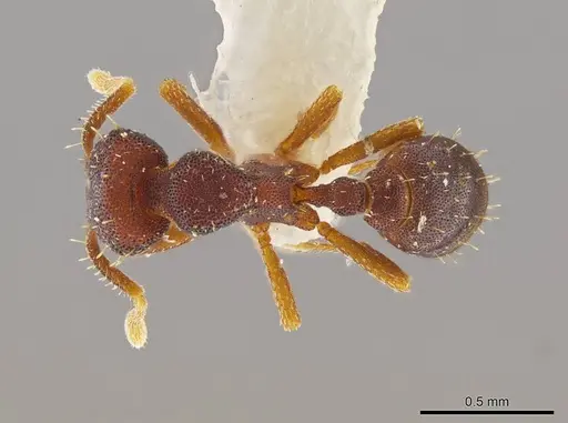 Octostruma stenoscapa specimen MCZ-ENT00511389 image mcz-ent00511389_1