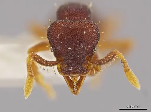 Octostruma stenoscapa specimen MCZ-ENT00511389 image mcz-ent00511389_2