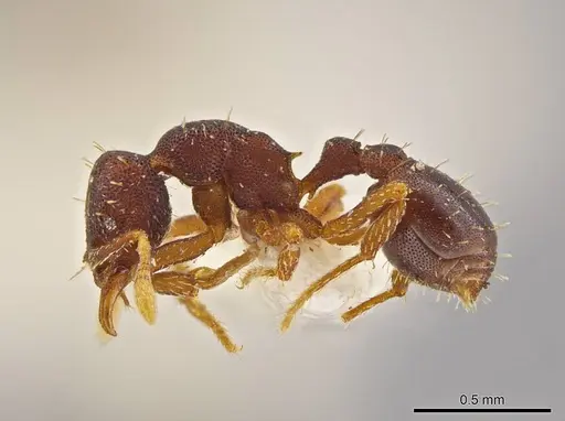 Octostruma stenoscapa specimen MCZ-ENT00511389 image mcz-ent00511389_3