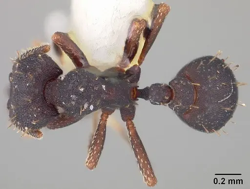 Octostruma stenoscapa specimen USNMENT00445337 image usnment00445337_1