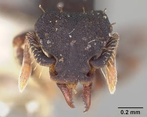 Octostruma stenoscapa specimen USNMENT00445337 image usnment00445337_2