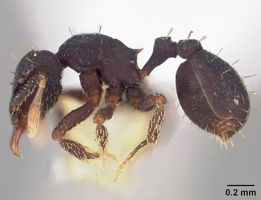 Octostruma stenoscapa specimen USNMENT00445337 image usnment00445337_3