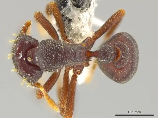 Octostruma triangulabrum specimen CASENT0608768 image casent0608768_1