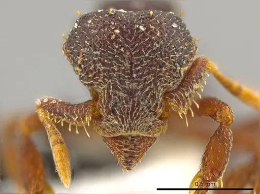 Octostruma triangulabrum specimen CASENT0608768 image casent0608768_2