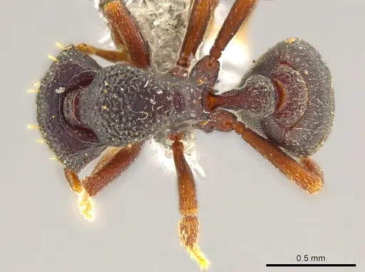Octostruma triquetrilabrum specimen JTLC000004551 image jtlc000004551_1